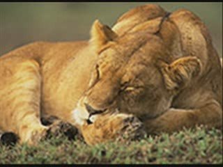 ALERT Lions Biko Song