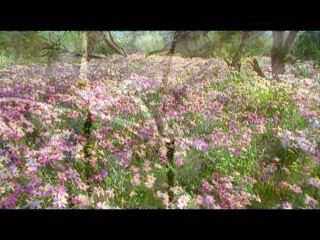 Wildflowers in Western Australia