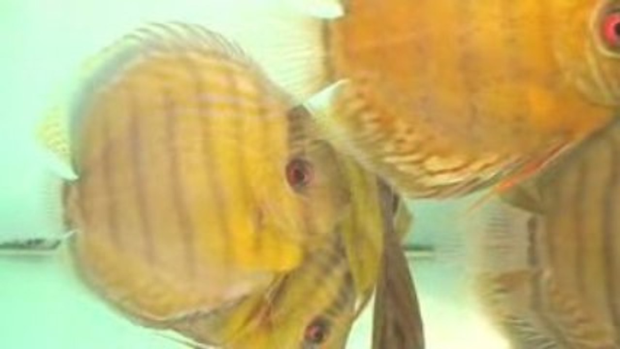 Exotic discount : vente de poissons exotiques, des aquariums