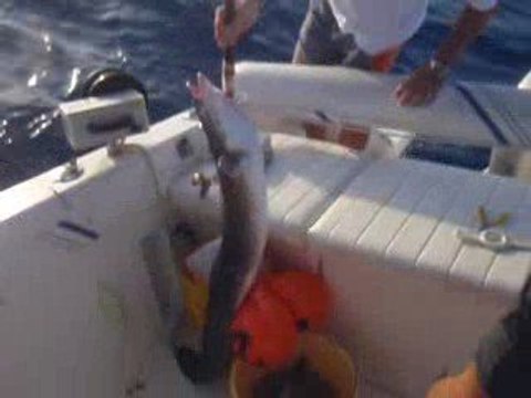 congre en pêche profonde