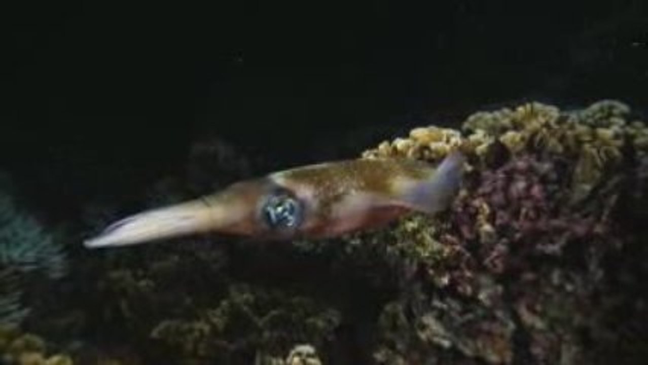 Little Squid