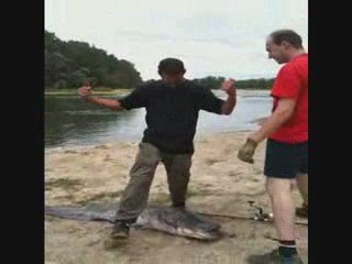 Peche gros silure 1m70 garonne toulouse