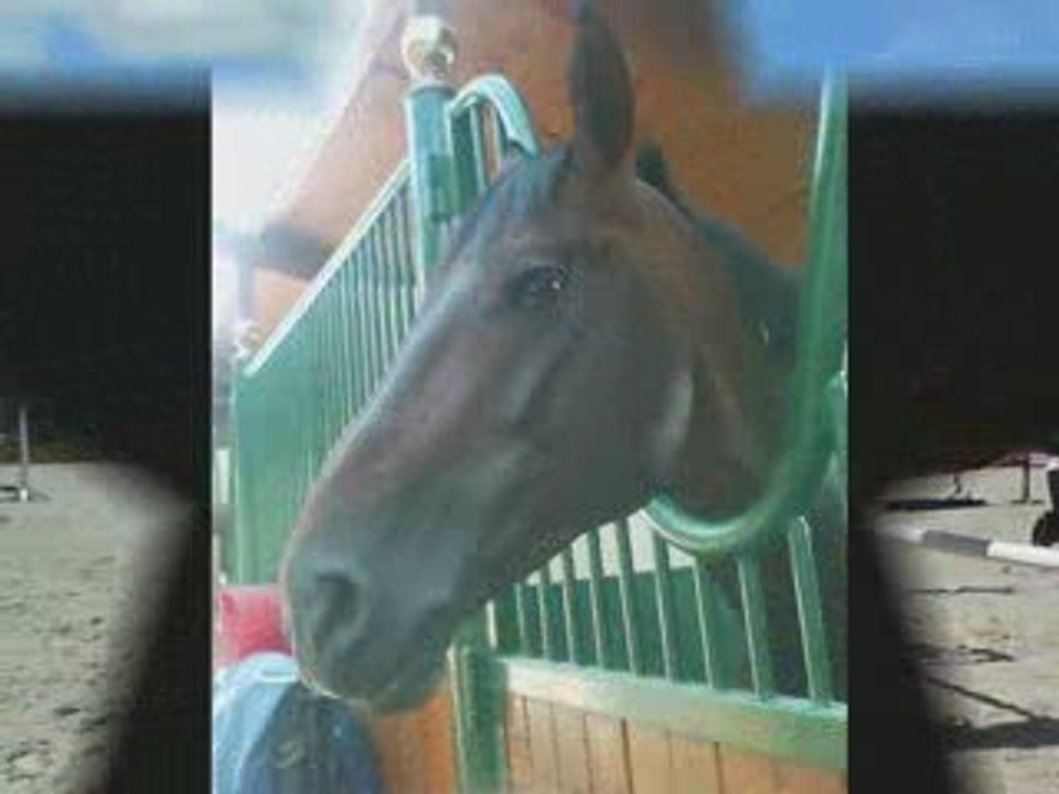 Stages aux écuries de Michel Robert