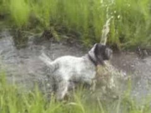 ELIOT des hauts de rouillac au CANADA 3