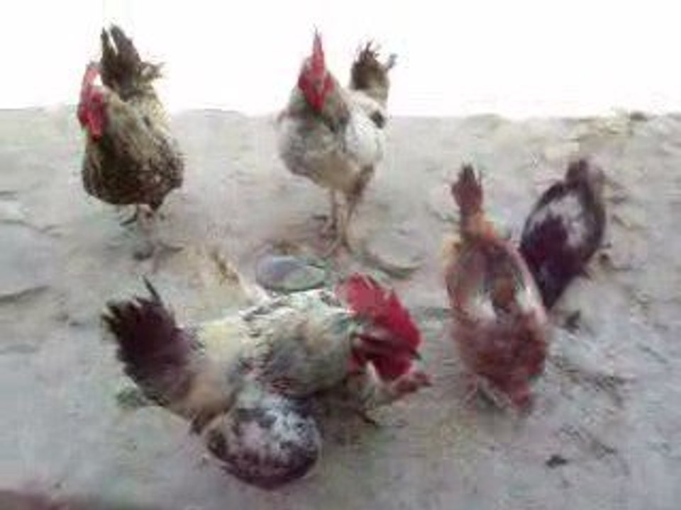 La basse cour s’agite … attention au journaleux