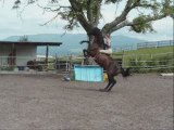 Zora, cabré à cheval, en liberté