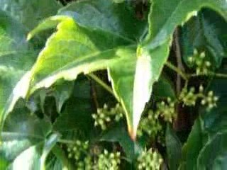 pszczoły na pożytku