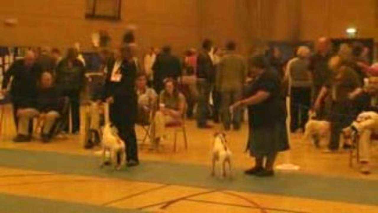 Folk dit Milou n°3 CLASS SPEC BEGINNERS DOG