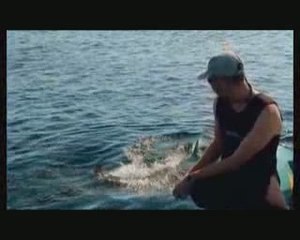 charmer les requins Partie 5sur5