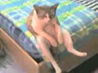 Кот в депрессии