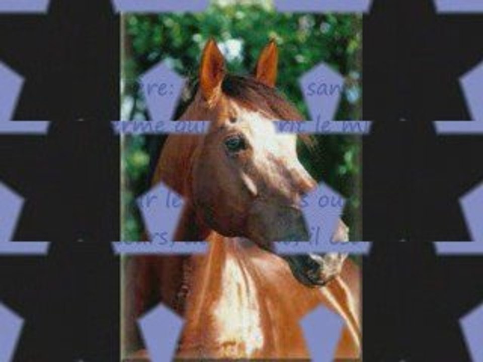 Le cheval... le meilleur ami de l'homme