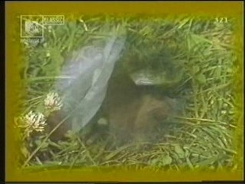 Urszula i Budka Suflera - Dmuchawce, Latawce, Wiatr