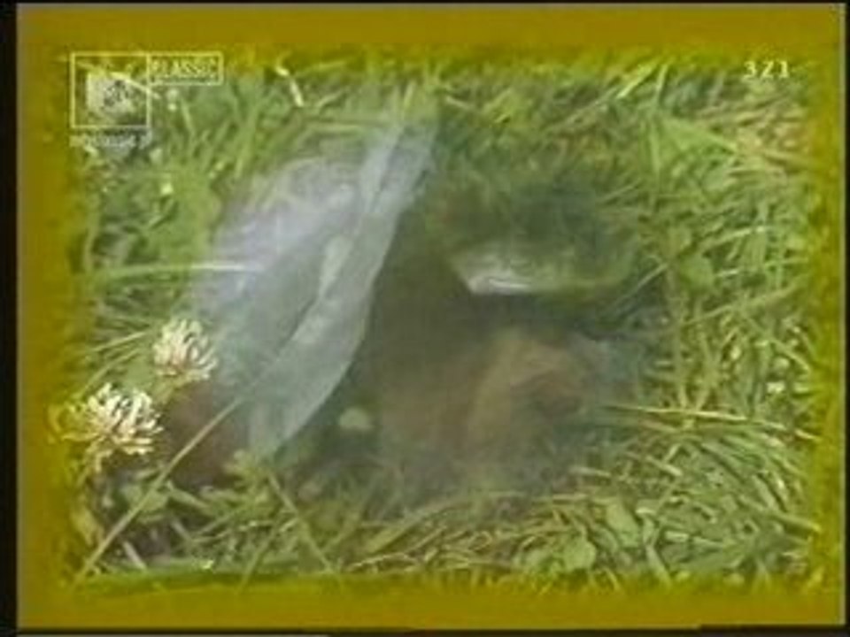 Urszula i Budka Suflera - Dmuchawce, Latawce, Wiatr