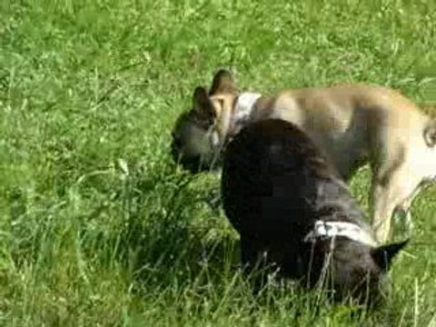 bouledogue français