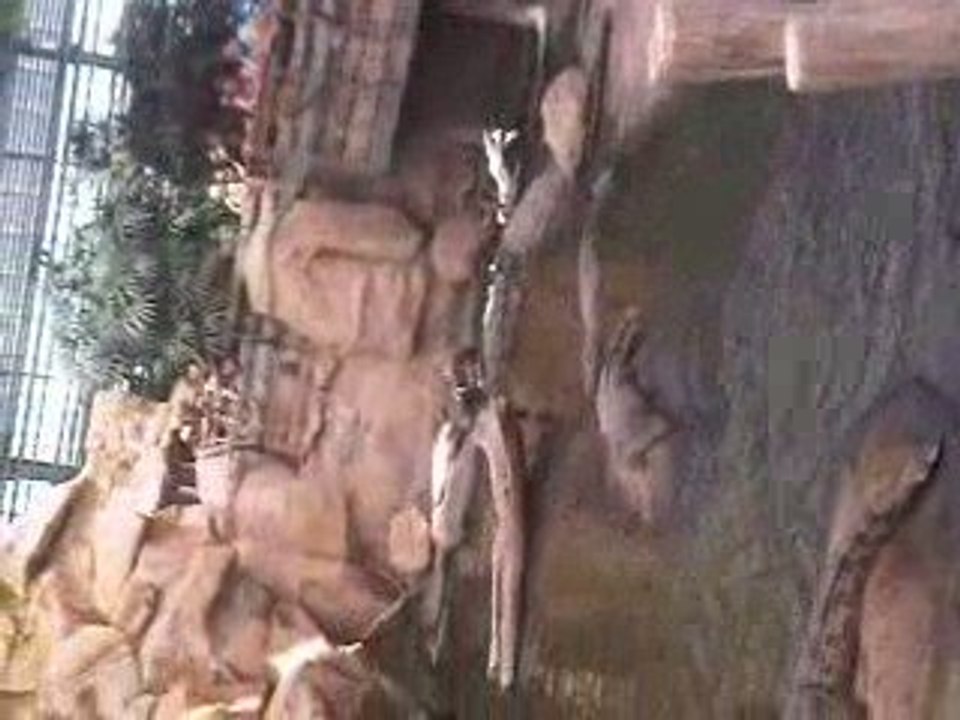 La ferme aux crocodiles pendant le repas des crocos (2/2)