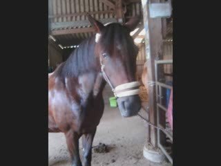 Mon cours du 01.07.09 avec Hysop