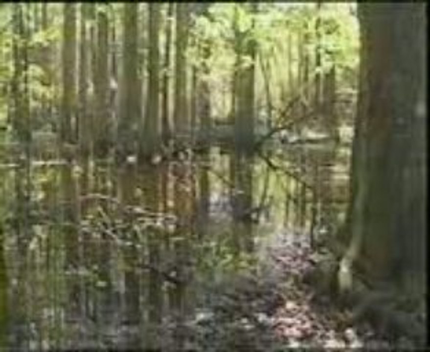The Secret of the Green Swamp (1986): Part 1
