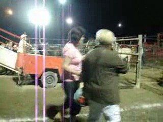 Chevaux sauvages sur leur départ,le soir.