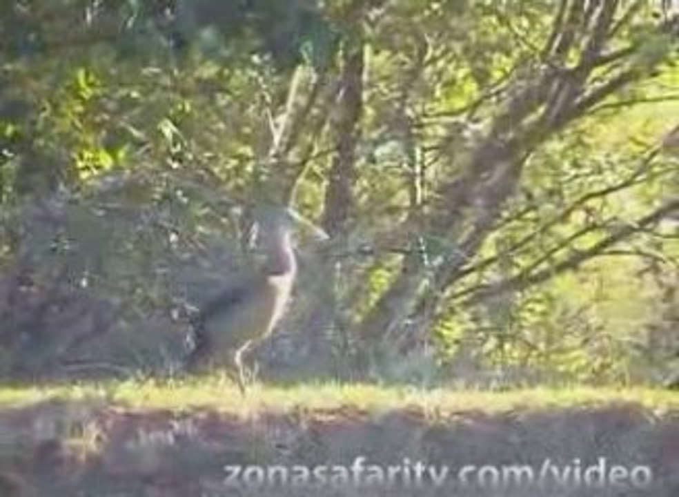 Avistaje de Flora y Fauna en Esquina #6