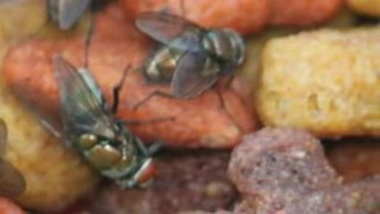 Flies