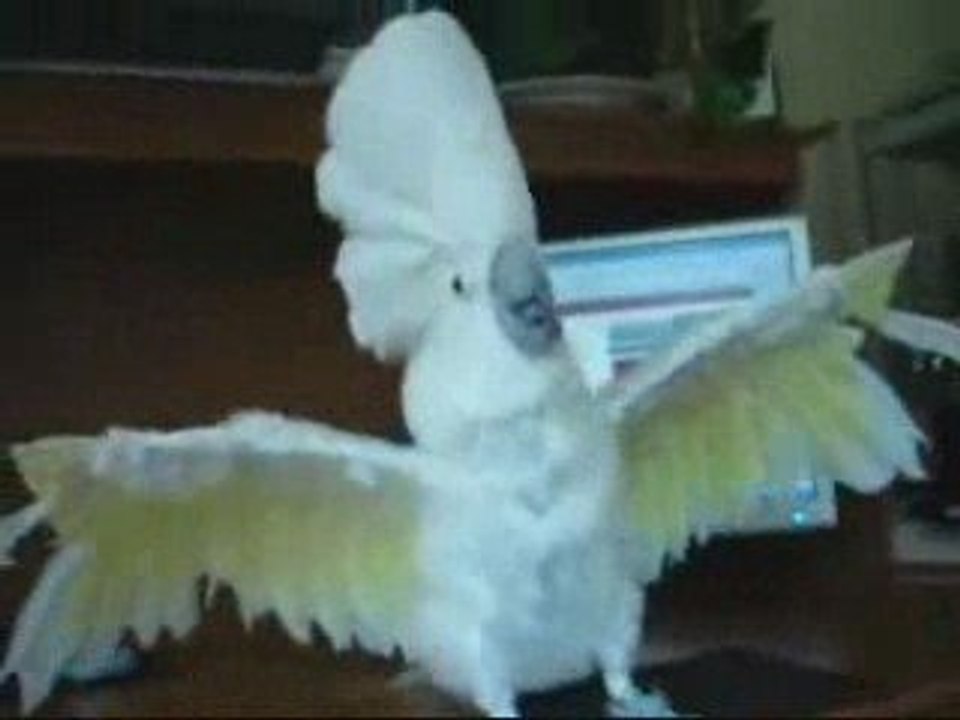 Kafa Sallayan Kuş Dailymotion Video