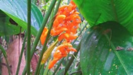 ecologia fauna y flora