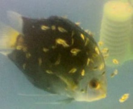 diamond dişi - kelebek erkek çifti yavrular 12 gunluk-2