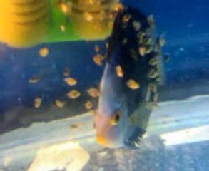 diamond dişi - kelebek erkek çifti yavrular 17 gunluk