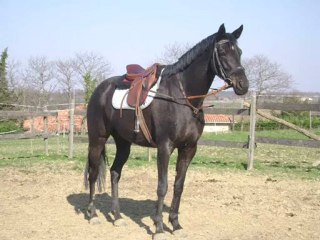 Rose la vie en musique