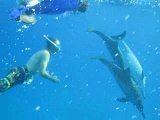 Yann nage avec les Dauphins à long bec de Sataya en EGYPTE