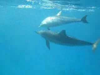 Cécile filme les dauphins à long bec de Sataya en Egypte