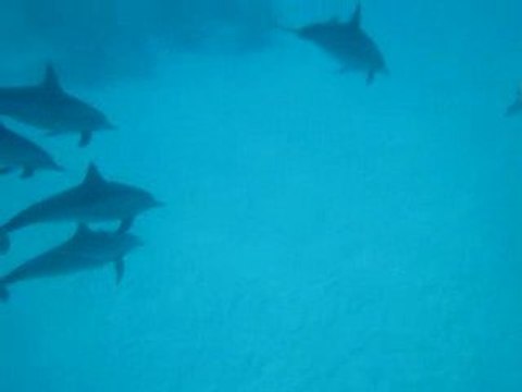 Nage avec les Dauphins à long bec, mer rouge 28/08/2009