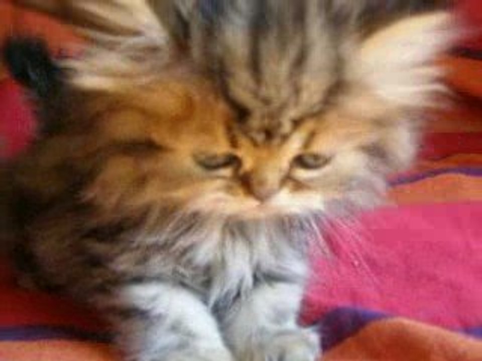 chatons persan, Enya et Eclair