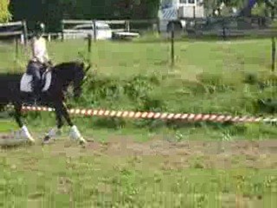 hongre 6ANS SHOW STAR PAR SANDRO HIT