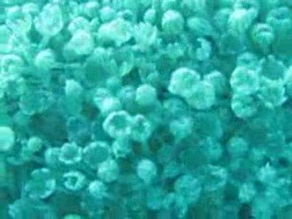 étrange anémone en mer rouge