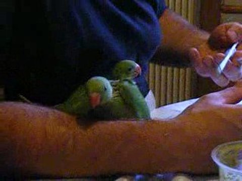 Jeunes Perruches Grand Alexandre