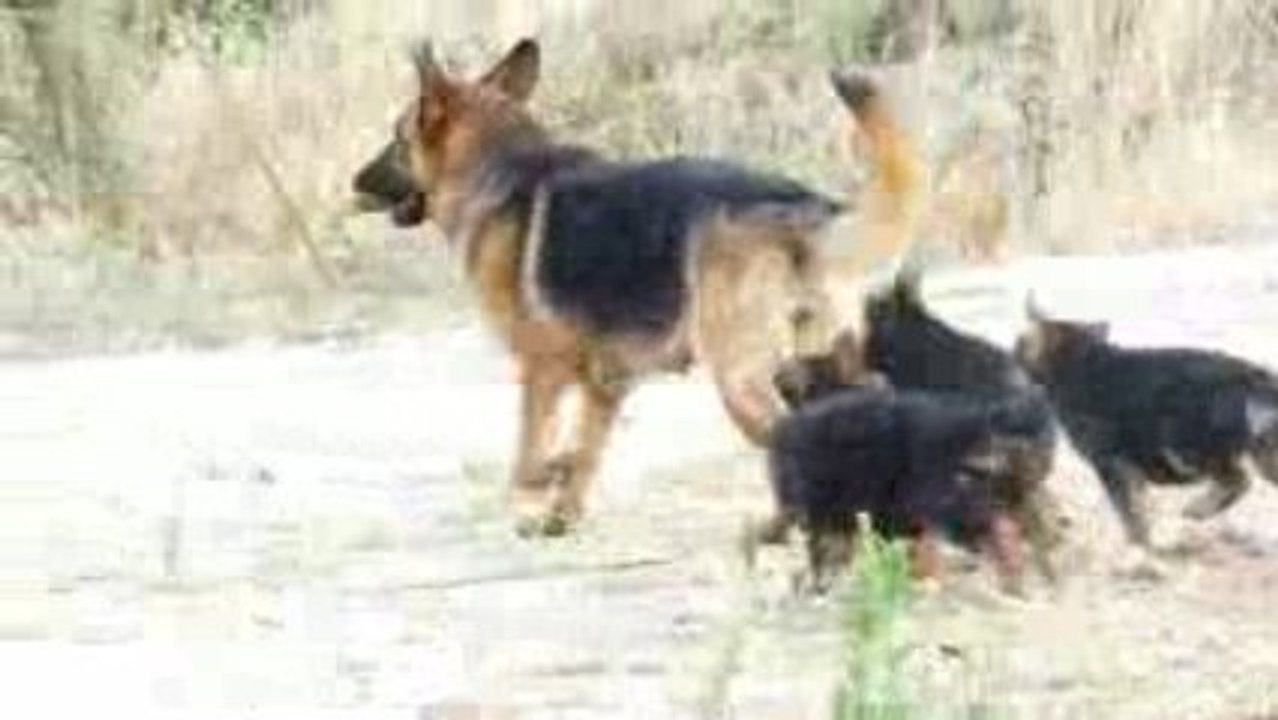 les aventures des chiots berger allemand de baila