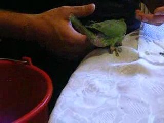 Jeunes Perruches Grand Alexandre, retour à la maison