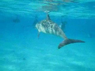 Yann filme les Dauphins à long bec de Sataya en EGYPTE