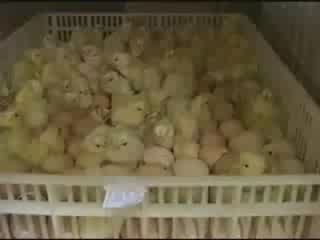 A carne é fraca / La carne es débil 2/5