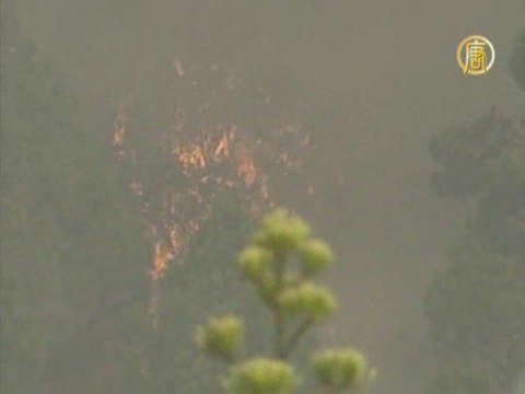 На острове Пальма вспыхнули лесные пожары