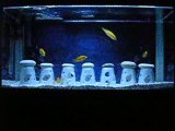 Sarı Prenses Akvaryumu - Labidochromis Caeruleus Yellow Lab
