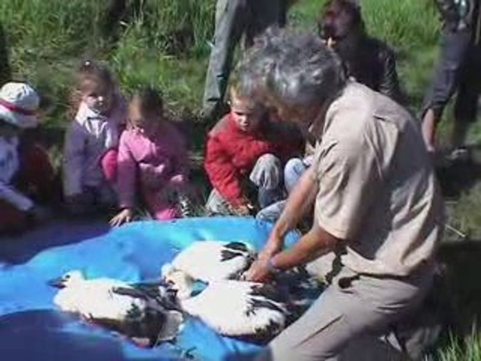 Cigognes - Classe découverte 2009