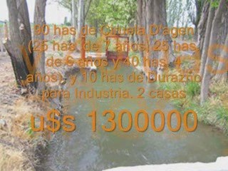 Excelente Finca en San Rafael, Mendoza, Argentina