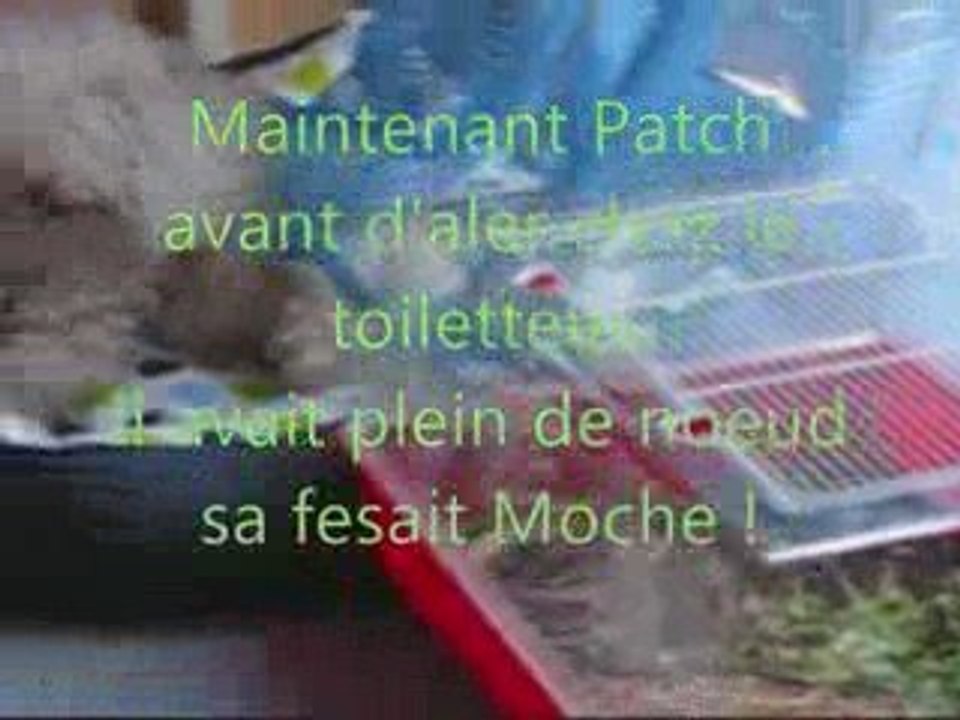 Patch un chien hors du commun