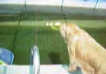 /Users/anneannette/Movies/koi fetching ball  koi