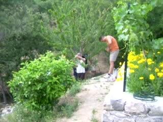 Une branche de cerises