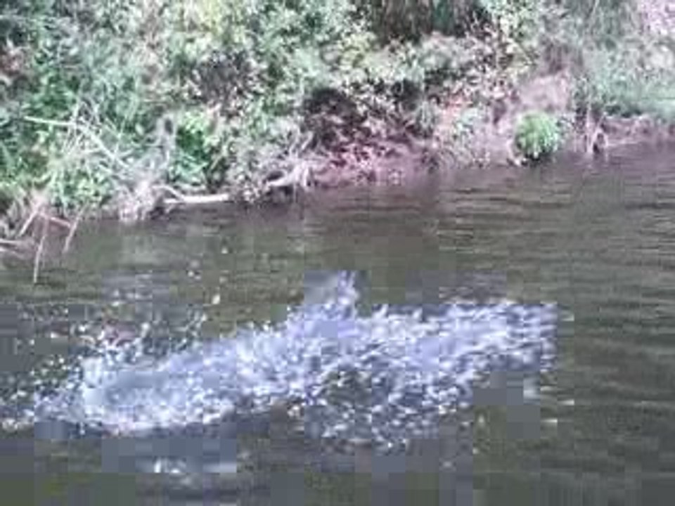 premier brochet en float tube !!