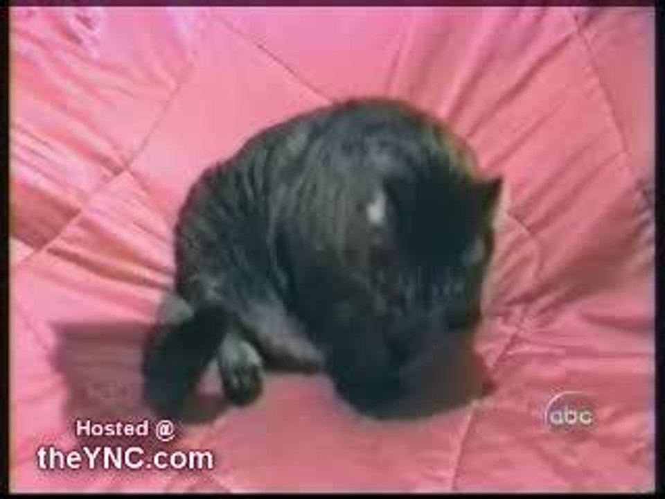 Mais qu'arrive-t-il à ce chat?