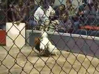 pelea de gallos en Arequipa